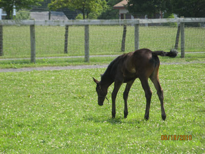 Cammy's New Foal