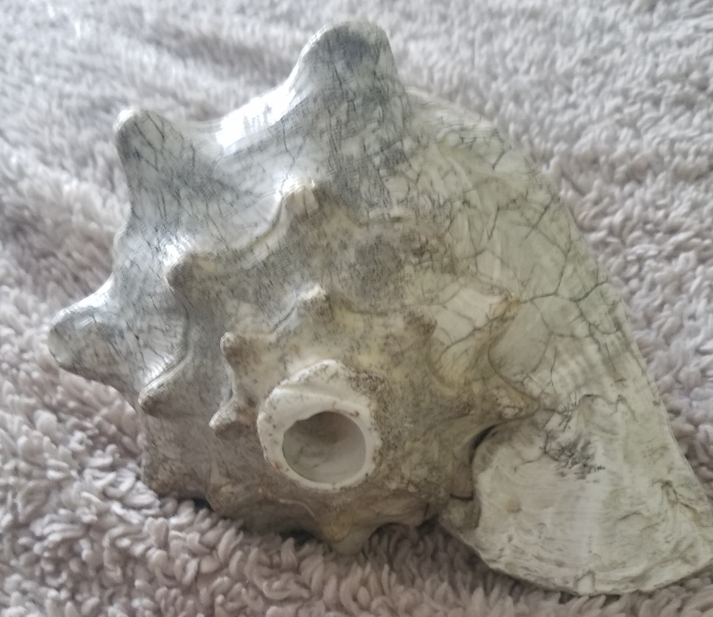 Conch shell