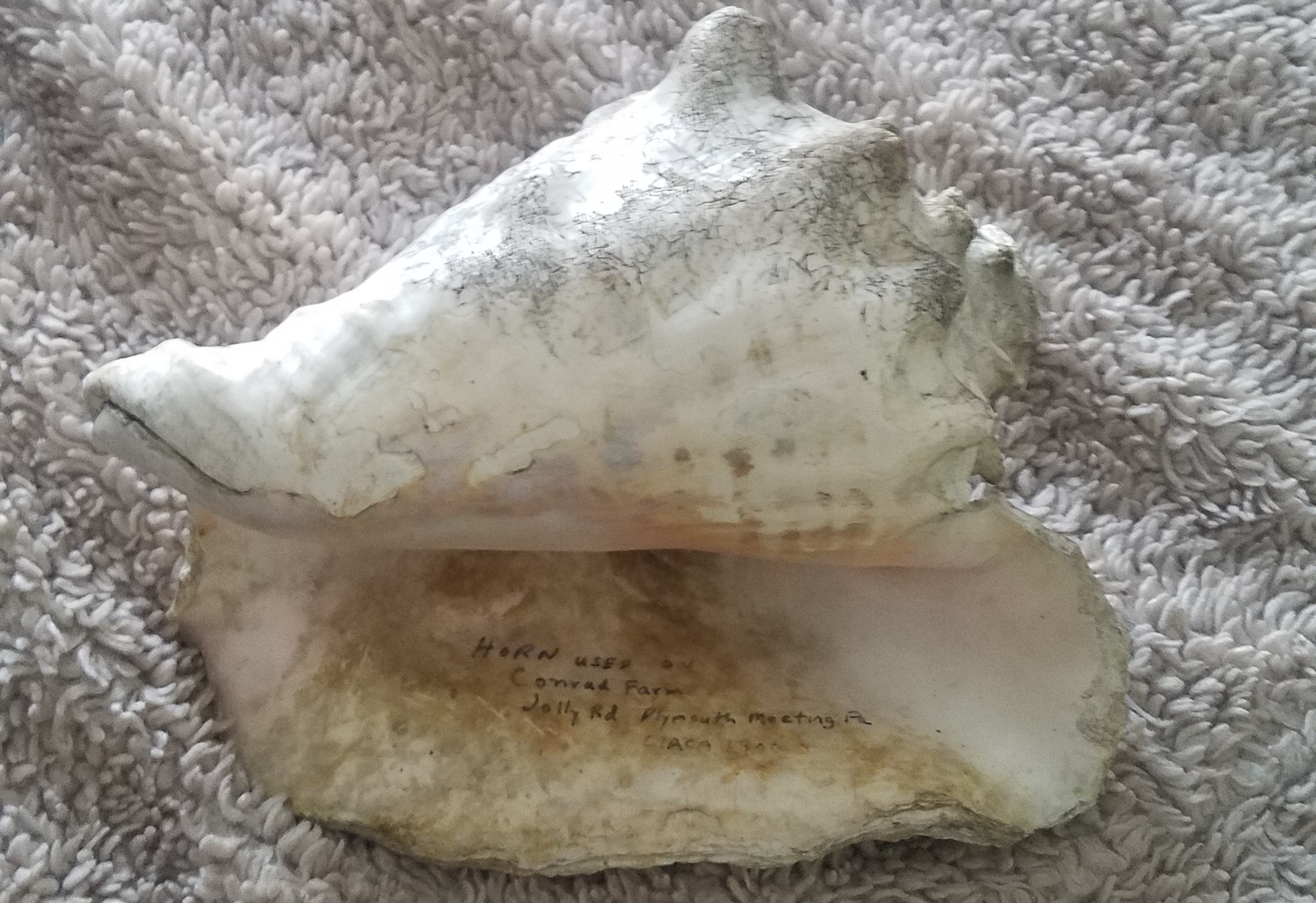Conch shell